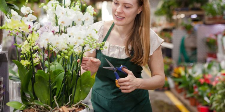 How To Take Care of Cut Flowers in Winter?