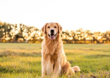 Guide to Puppy Birth: Golden Retrievers!