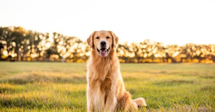 Guide to Puppy Birth: Golden Retrievers!