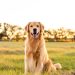 Guide to Puppy Birth: Golden Retrievers!