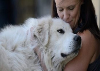 What You Have to Think About When Welcoming a New Dog into Your House 