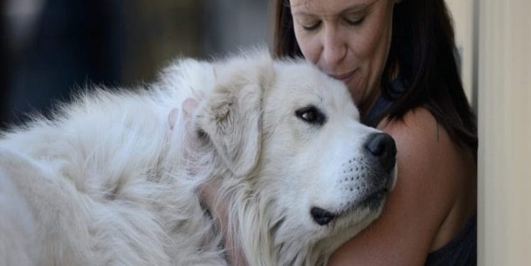 What You Have to Think About When Welcoming a New Dog into Your House