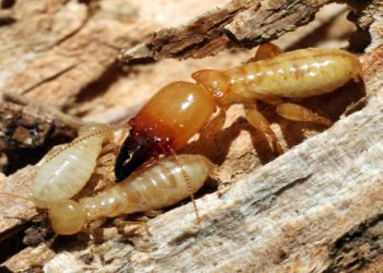 5 Common Signs You Should Know That Confirm You Have Termites