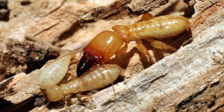 5 Common Signs You Should Know That Confirm You Have Termites