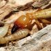 5 Common Signs You Should Know That Confirm You Have Termites