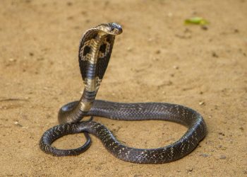 How Many Venomous Snakes Are There in the World?