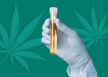 CBD and Drug Tests: How to Pass A Drug Test Even After Taking