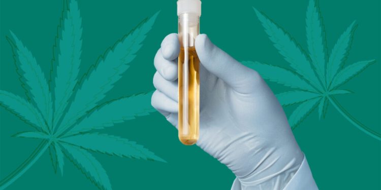 CBD and Drug Tests: How to Pass A Drug Test Even After Taking