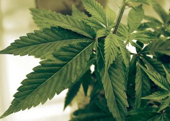 Weed Delivery in Hermosa Beach: Convenience, Safety, and Access at Your Fingertips