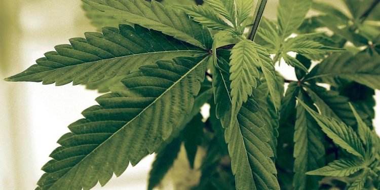 Weed Delivery in Hermosa Beach: Convenience, Safety, and Access at Your Fingertips