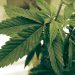 Weed Delivery in Hermosa Beach: Convenience, Safety, and Access at Your Fingertips